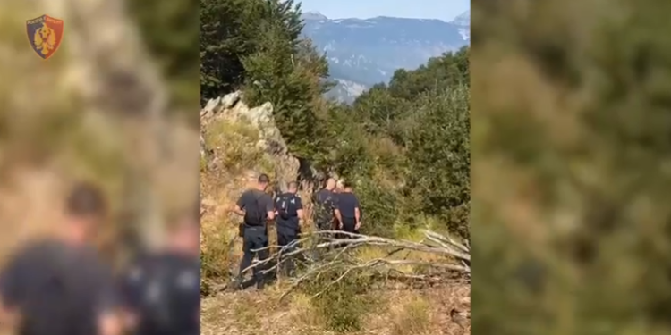 POLICIA AKSION/ Asgjësohen mbi 2800 rrënjë kanabisi në Shkodër, shpallet në kërkim një person