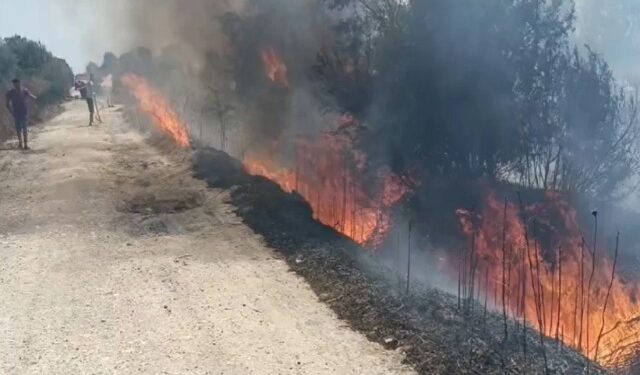 ZJARR I MADH NË LUSHNJË/ Digjen mbi 40 hektarë të mbjella, ullinj e pemë