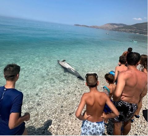FOTOLAJM/ Delfini del i ngordhur në breg të Borshit