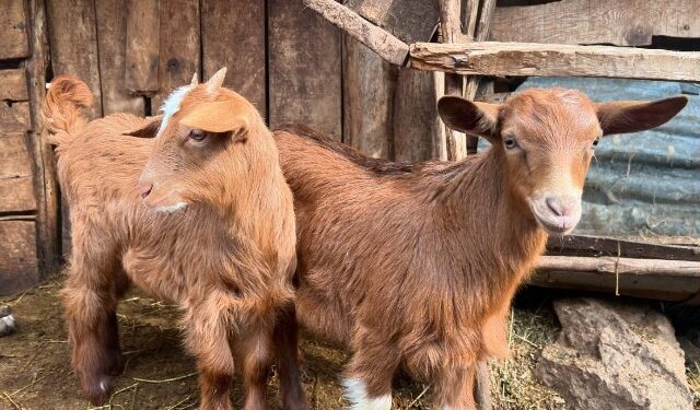 MURTAJA E BAGËTIVE NË RAJON/ Ministria e Bujqësisë: Asnjë rast në Shqipëri, ndërpremë importin