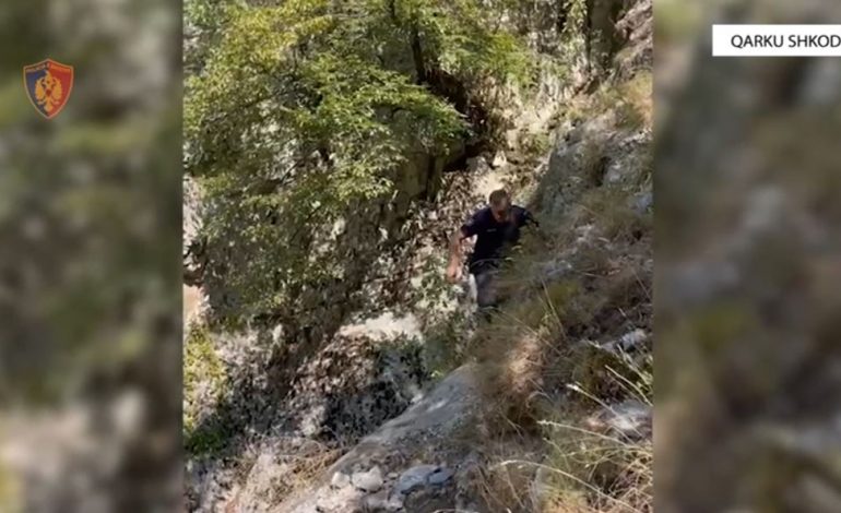 “TERRITOR I PASTËR”/ Sekuestrohen 8 kg kanabis në formë boçeje në Shkodër, shpallen në kërkim babë e bir