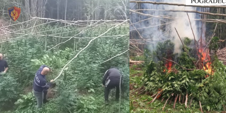 E PËSON KEQ/ Kultivoi mbi 700 bimë kanabisi në Pogradec, arrestohet 31-vjeçari nga Lushnja