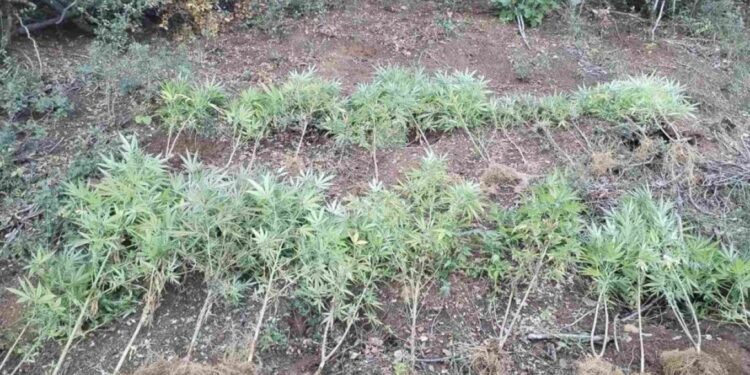 MBILLTE DROGË NË PYLL/ E pëson shqiptari në Greqi, si u zbulua 36-vjeçari