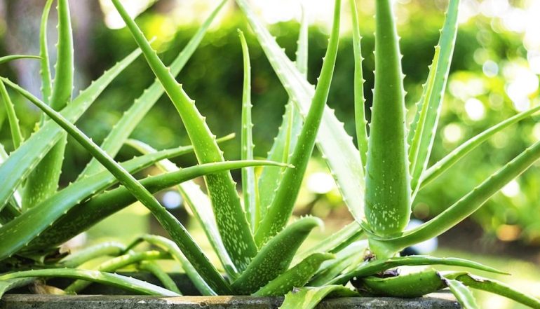 MREKULLITË E PËRDORIMIT TË ALOE VERËS/ Njihuni me vlerat esenciale të saj