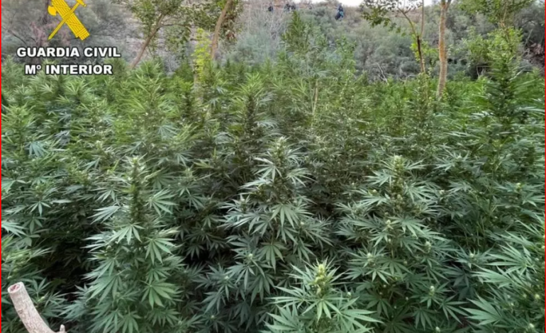 E PËSOJNË KEQ/ Plantacion mariuane në Spanjë, arrestohen 3 shqiptarë