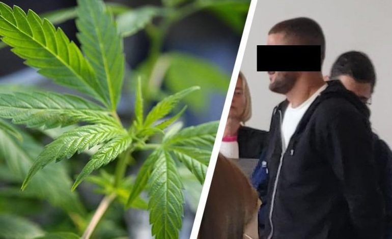 E PËSOJNË KEQ/ U kapën në fermën e kanabisit me vlerë 800 mijë euro, ja dënimet për 5 shqiptarët