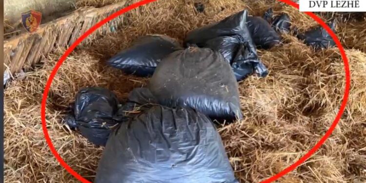 POLICIA AKSION/ Sekuestrohen 200 kg kanabis në Lezhë e Mirditë, arrestohen 5 persona