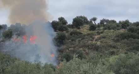 ZJARR NË VLORË/ Digjen në prag të vjeljes 100 rrënjë me ullinj