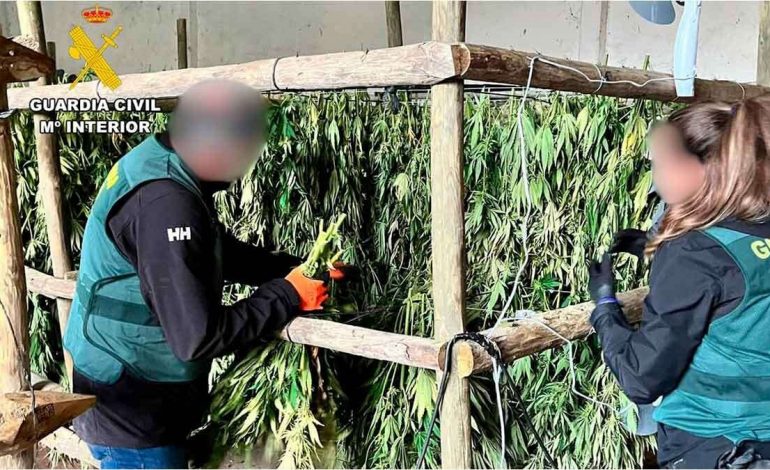 DETAJET E PARA/ Zbulohet plantacioni me marihuanë, arrestohen shqiptarët dhe peruani