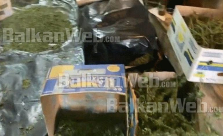 VAREJ NË TAVAN DHE THAHEJ ME FRESKUESE/ Pamje nga brenda magazinës ku përpunohej kanabisi në Korçë
