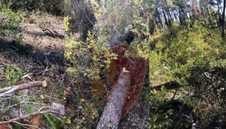 E RËNDË/ I ra aksidentalisht druri në kokë, ndërron jetë 56-vjeçari në Mirditë