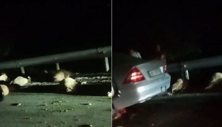 AKSIDENT NË KRUJË/ Makina merr përpara kopenë me dele, ngordhin 21 krerë bagëti
