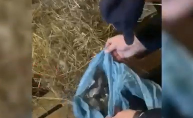 EMRAT/ U kapën me kanabis në makinë, arrestohen dy të rinj në Lezhë