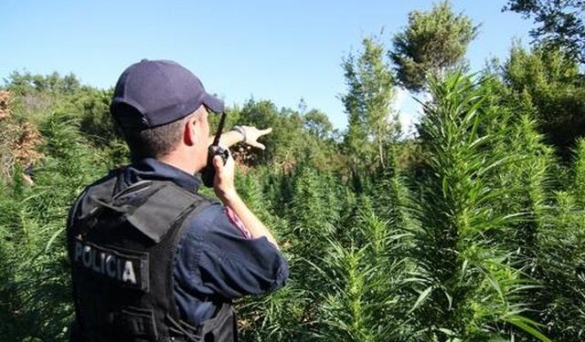 NUK ASGJËSUAN BIMËT NARKOTIKE/ Pezullohen nga detyra 6 efektivë policie, zbulohen emrat