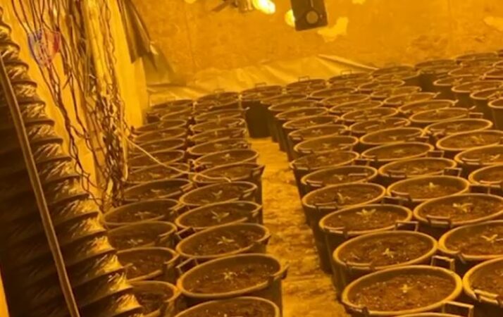 POLICIA AKSION NË VAUN E DEJËS/ Zbulohen qindra rrënjë kanabisi brenda godinës së braktisur, në pranga 62-vjeçari, 3 punonjës të OSHEE…