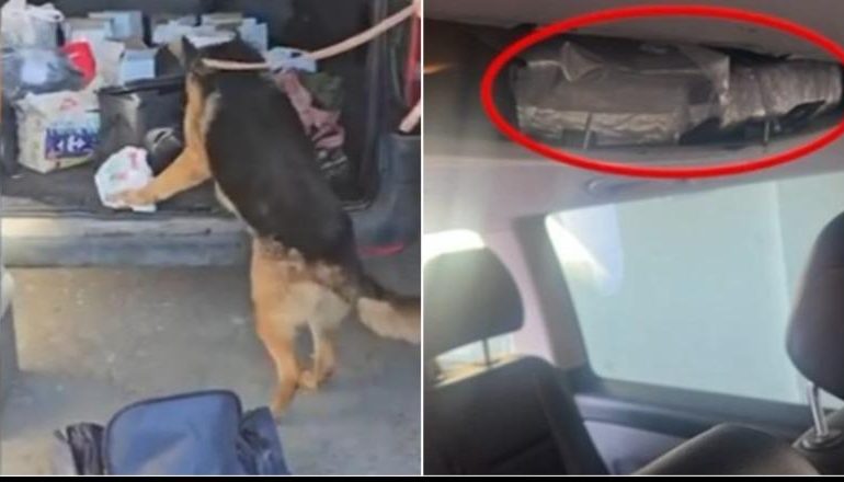 ARRESTOHET I RIU NË SHKODËR/ U kap me 3.4 kg kokainë në Muriqan! Drogën e fshehu në tavanin e makinës