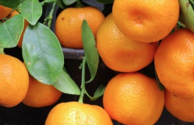 MANDARINAT ME PESTICIDE/ Ministria e Bujqësisë: Kemi bërë kallëzim penal për grumbulluesit! Gjobë e bllokim aktiviteti për shkelësit