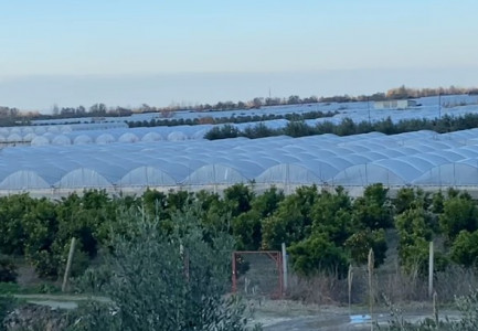 MANDARINAT ME PESTICIDE/ Reagon AKU: Kemi nisur verifikimet duke gjobitur dhe bllokuar aktivitetin e…