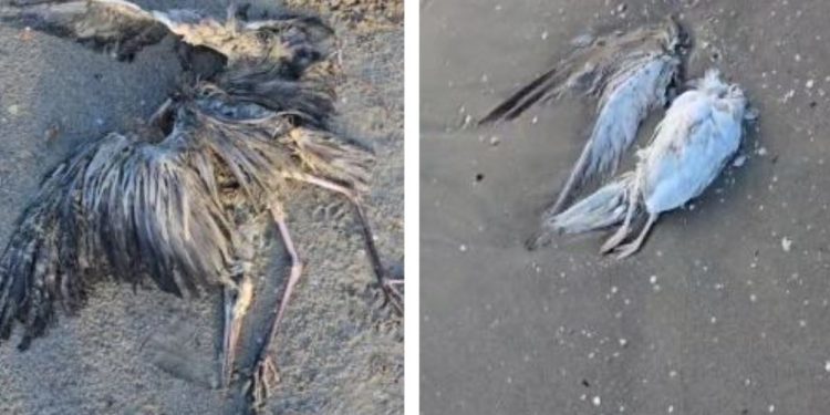 ÇFARË PO NDODH NË VLORË? Shpendët e ngordhura “pushtojnë” plazhin