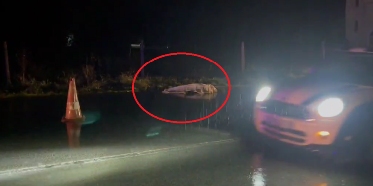VRASJA E KRISTJAN MARKUT/ Policia merr në pyetje familjarët e viktimës dhe 10 dëshmitarë
