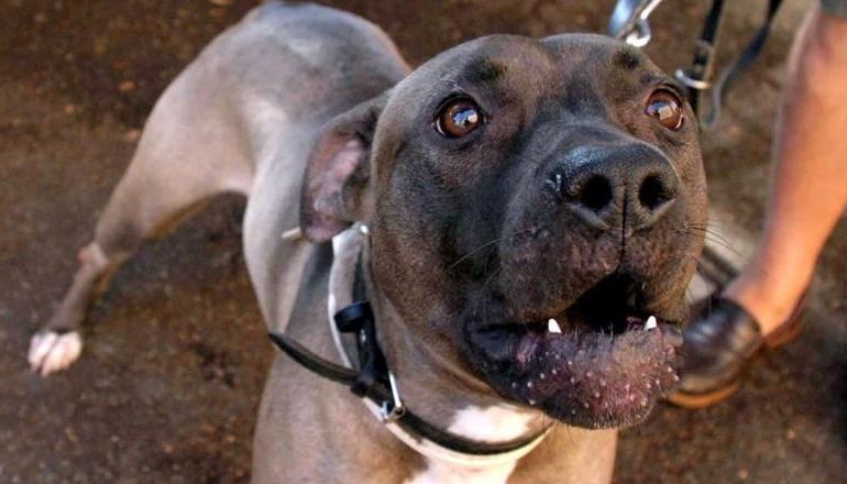 E RËNDË NË ITALI/ Foshnja 9-muajshe vritet nga pitbulli i shtëpisë teksa i ati ishte në gjumë