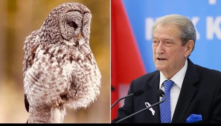“BOJKOTONI MËSIMIN, PËR MBROJTJEN E TIKTOK”/ Rama ironizon apelin e Berishës me videon e bufit të kënetës