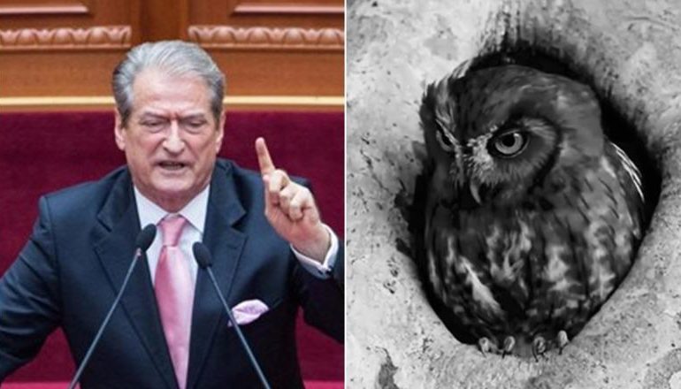 “JAM SALI BERISHA UNË O BUDALLENJ”/ Rama ironizon fjalimin e kreut të PD me “bufin” e strukur në fole