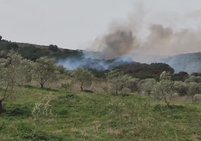 ZJARR I MADH NË FSHATIN GJORGOZ TË FIERIT/ Flakët afrohen pranë tokave të mbjella me ullinj