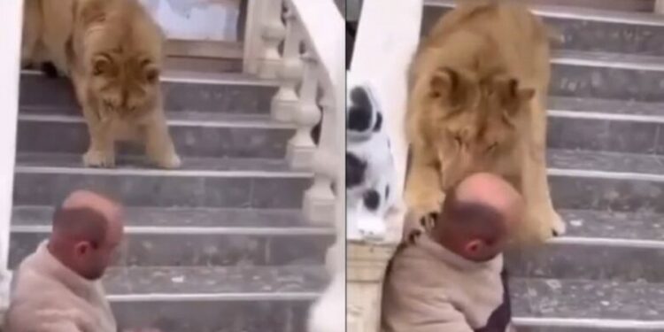 VIDEO E LUANIT QË KAFSHOI NJË BURRË/ Policia e Fierit nis hetimet, 52-vjeçari: E gjeta në rrugë