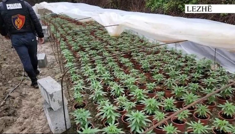 ZBULOHEN DY SERA KANABIS NË LEZHË/ 3 të arrestuar dhe dy në kërkim! Bashkëpunonin me personat që u konstatuan me 34 kg drogë (EMRAT)