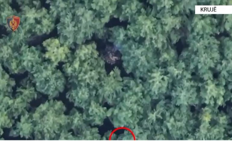 VIDEOLAJM/ Policia aksion antidrogë në zonën e Krujës. Sekuestrohen bimë narkotike kanabis sativa, një në pranga