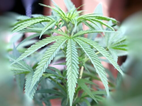 KAPET ME 18 KG MARIJUANË/ Në PRANGA shqiptarja, nënë e 4 fëmijëve