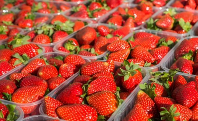 PAS FILETOVE TË PULËS ME SALMONELË/ Në treg shiten luleshtrydhe me pesticide