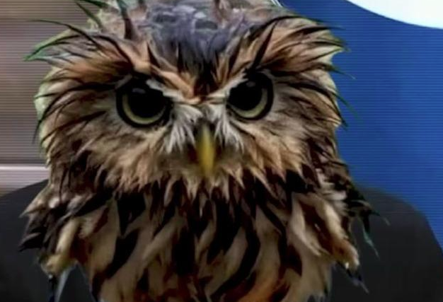 IRONIZON SËRISH BERISHËN ME BUFIN E KËNETËS/ Rama publikon VIDEON: Rromapërtoma kumlla ke dardha