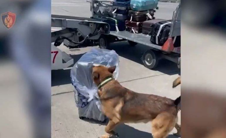 POLICIA AKSION NË RINAS/ Kapen në 19.4 kg Cannabis me përqindje të lartë THC, arrestohet 39-vjeçari nga Tepelena