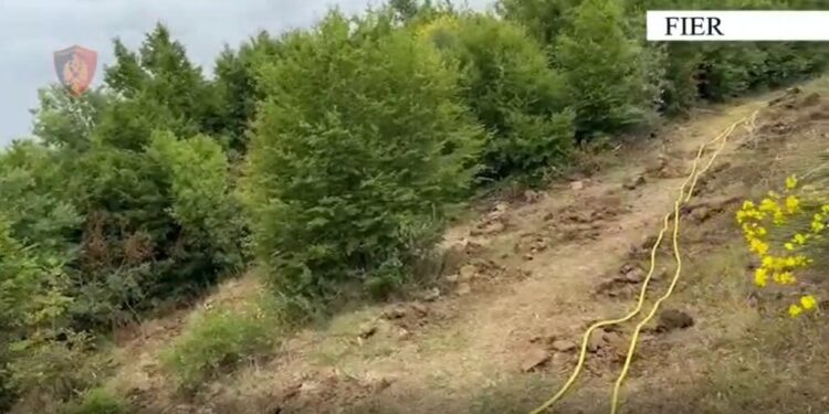 E PËSON KEQ/ Kultivoi 1000 fidanë kanabis, arrestohet 63-vjeçari në Fier