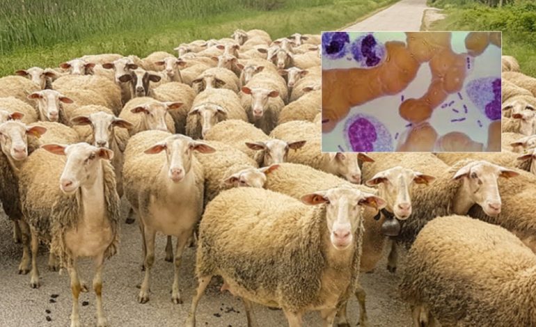 ALARMI PËR MURTAJËN/ Elbasani në gatishmëri të lartë, ndizen vatrat e infektimit në jug dhe veri të vendit