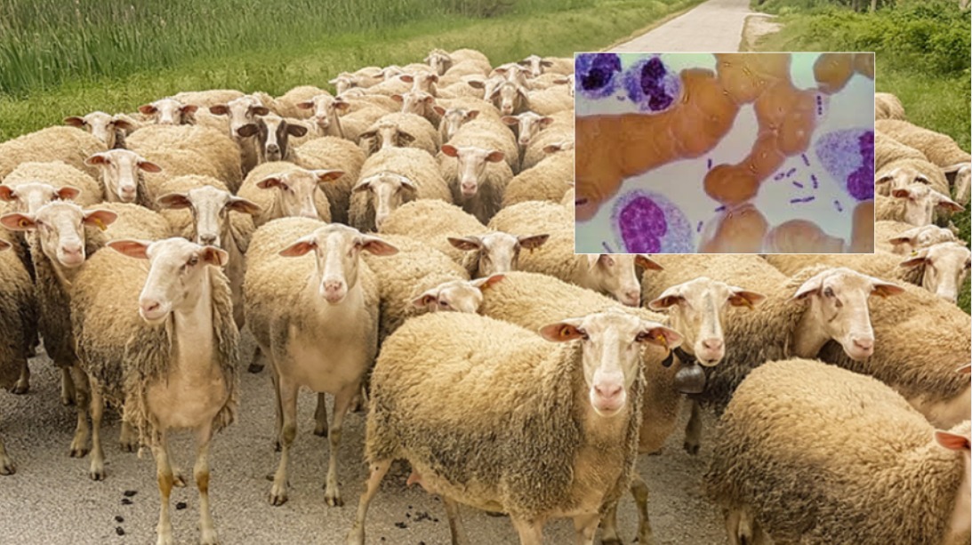 ALARMI PËR MURTAJËN/ Elbasani në gatishmëri të lartë, ndizen vatrat e infektimit në jug dhe veri të vendit