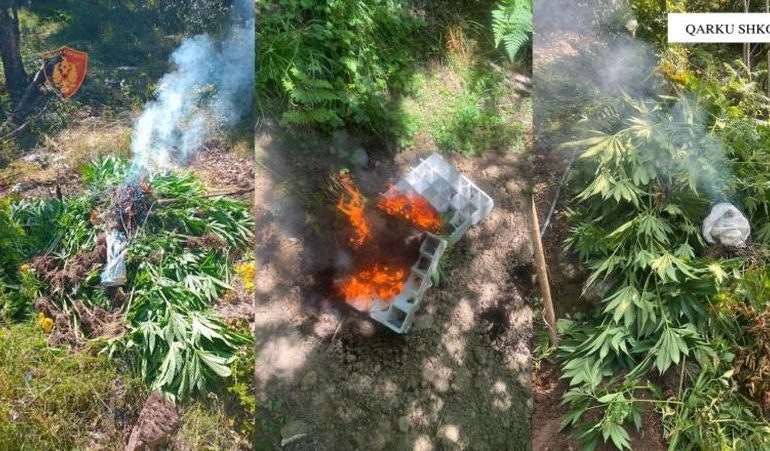 POLCIA AKSION NË SHKODËR/ Asgjësohen 3679 bimë kanabisi, çfarë ndodhi me inxhinjerin e pyjores