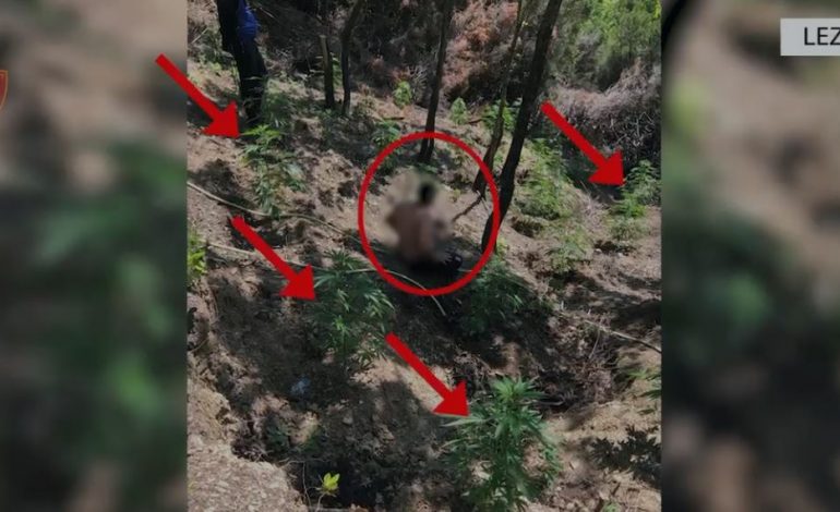 EMRI/ Mbolli kanabis në mes të pyllit, arrestohet 45-vjeçari në Lezhë