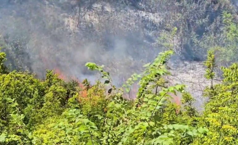ZJARRI I MADH NË KODRAT ME ULLISHTE NË ZHUPAN TË FIERIT/ Ndërhyrja me zjarrfikëse e pamundur për shkak të terrenit