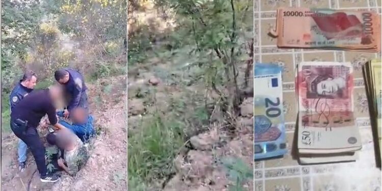 POLICIA AKSION NË MALLAKASTËR/ Zbulon parcelën me 1881 fidanë, arrestohen 2 persona! Nën akuzë kryeplaku dhe i dyshuari si financues