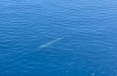 VIDEOLAJM/ E pabesueshme, balena shfaqet pranë brigjeve të Karaburunit
