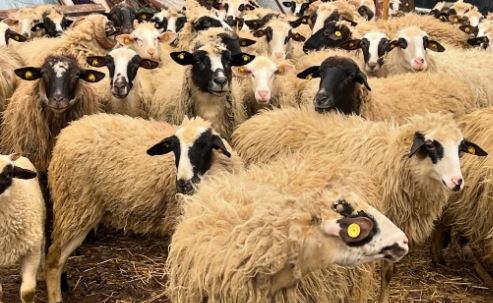 MURTAJA E BAGËTIVE PËRHAPET NË KORÇË/ Zbulohet vatra e re
