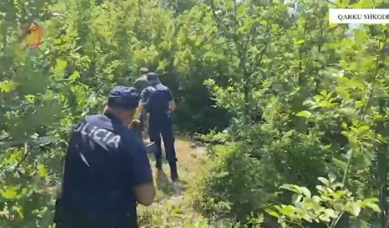 POLICIA NDËRHYN ME HELIKOPTER/ Zbulohen parcelat me kanabis në Shkodër, ishin mbjellë mbi 12 mijë rrënjë. Pamjet e operacionit