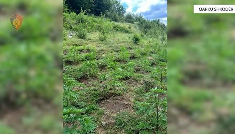 PARCELAT E MBUSHURA ME KANABIS NË SHKODËR/ Asgjësohen mbi 40 mijë bimë, nën hetim 8 kryepleq dhe 2 roje mjedisi! Kultivuesit ende në kërkim