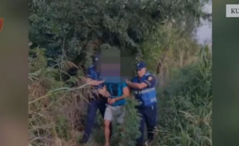 U KAP “MAT” DUKE UJITUR KANABISIN/ Mbolli drogë në mes të misrit, arrestohet 34-vjeçari në Kurbin, e pëson edhe bashkëshortja e tij (EMRI)