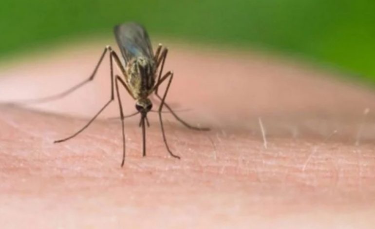 ITALIA NË ALARM/ Virusi i “Nilit Perëndimor” i merr jetën tre të moshuarve, 16 raste të reja në qarkun e Romës