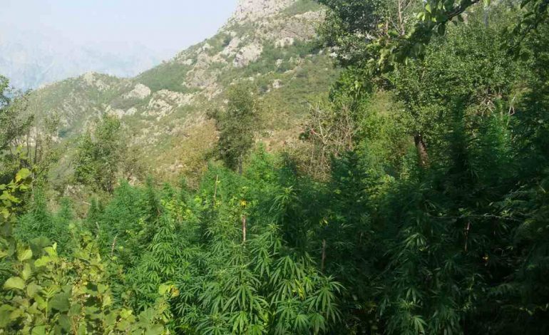 EMRI/ Kultivoi bimë narkotike Cannabis Sativa, arrestohet 58-vjeçari