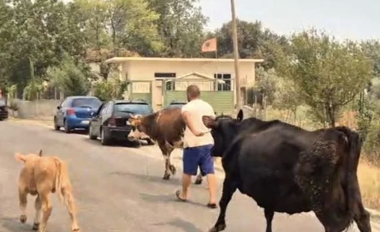 PAMJET E TRISHTA/ Banorët në Gramsh marrin lopët dhe bagëtitë t’i shpëtojnë nga zjarret